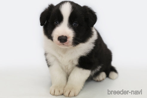 成約済の神奈川県のボーダーコリー-310795